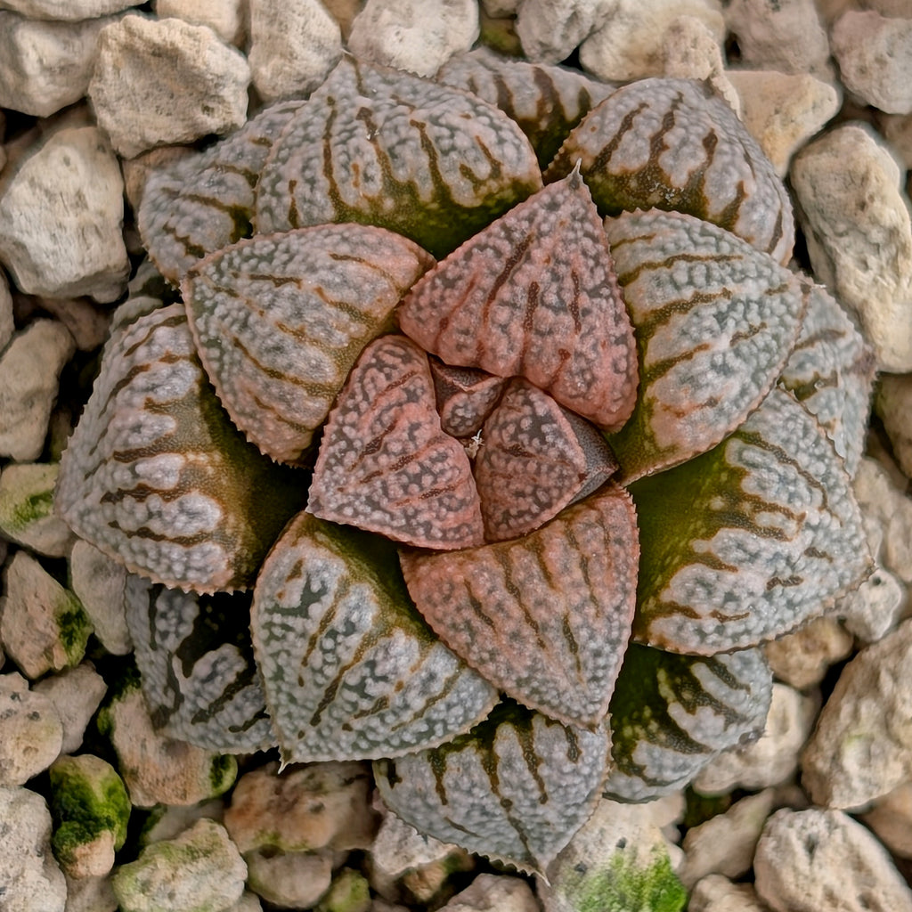 Haworthia  hybrid series PP617 #15