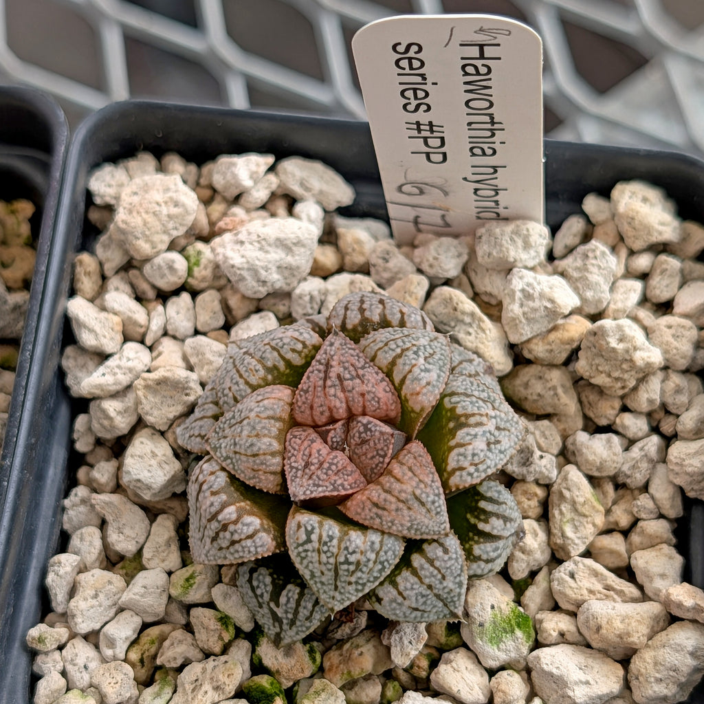 Haworthia  hybrid series PP617 #15