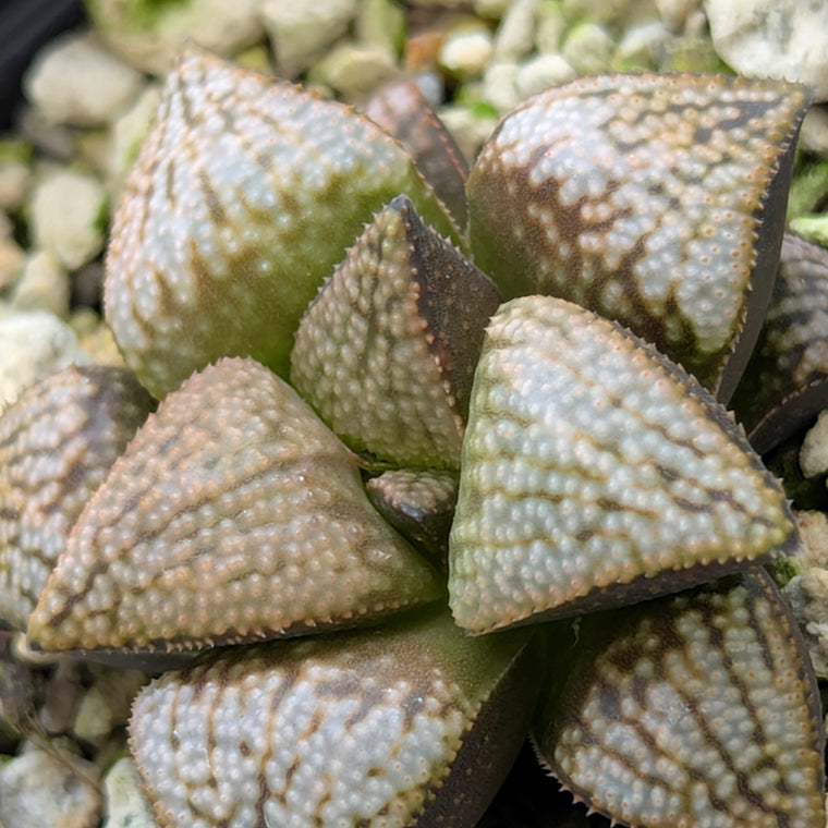 Haworthia PP619 hybrid series #15