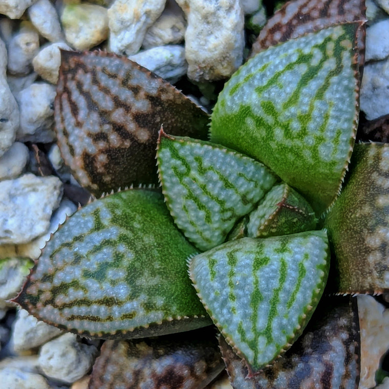 Haworthia PP662 hybrid series #15