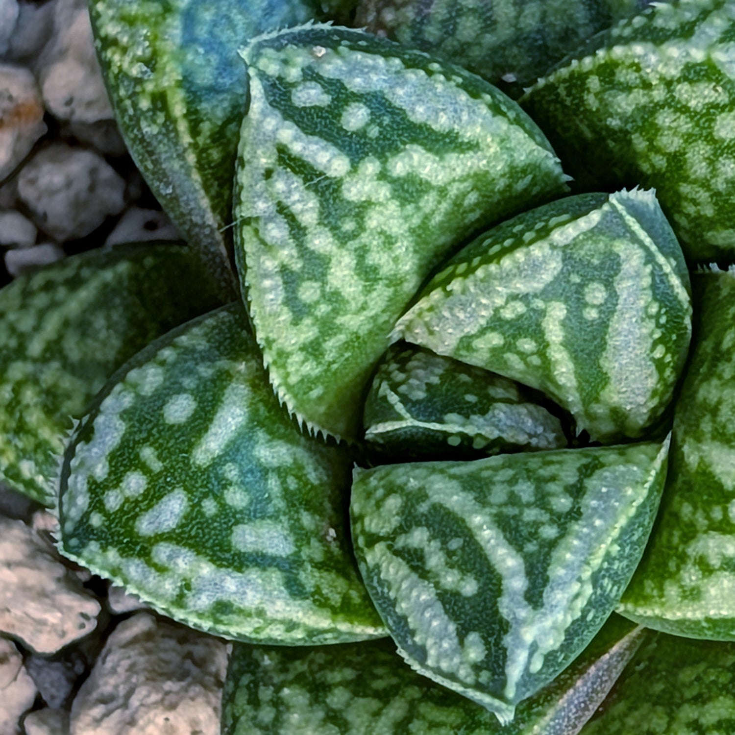 Haworthia PP669 hybrid series #15