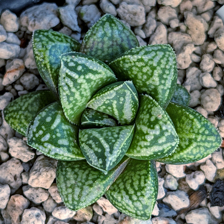 Haworthia PP669 hybrid series #15