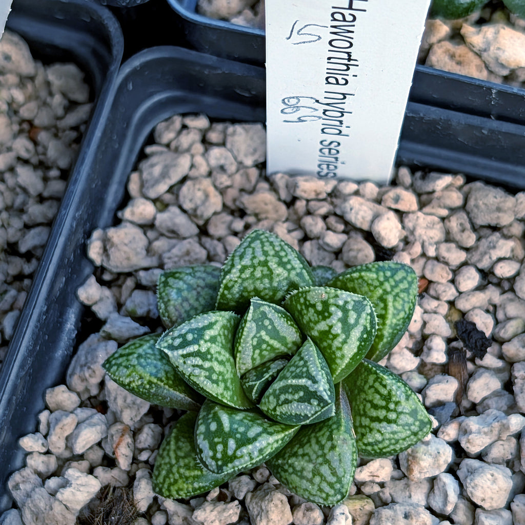 Haworthia PP669 hybrid series #15