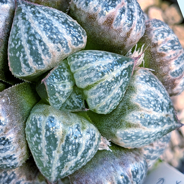 Haworthia splendens PP287 #15