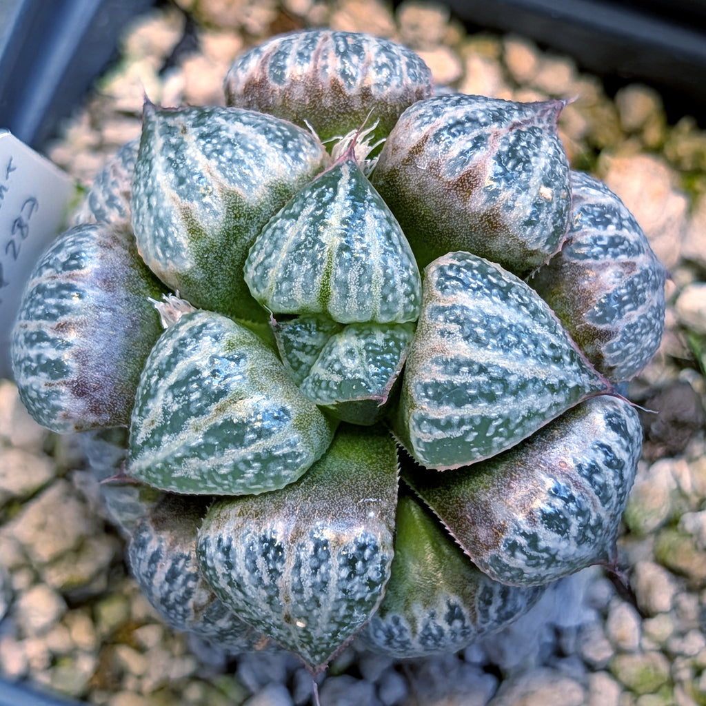 Haworthia splendens PP287 #15