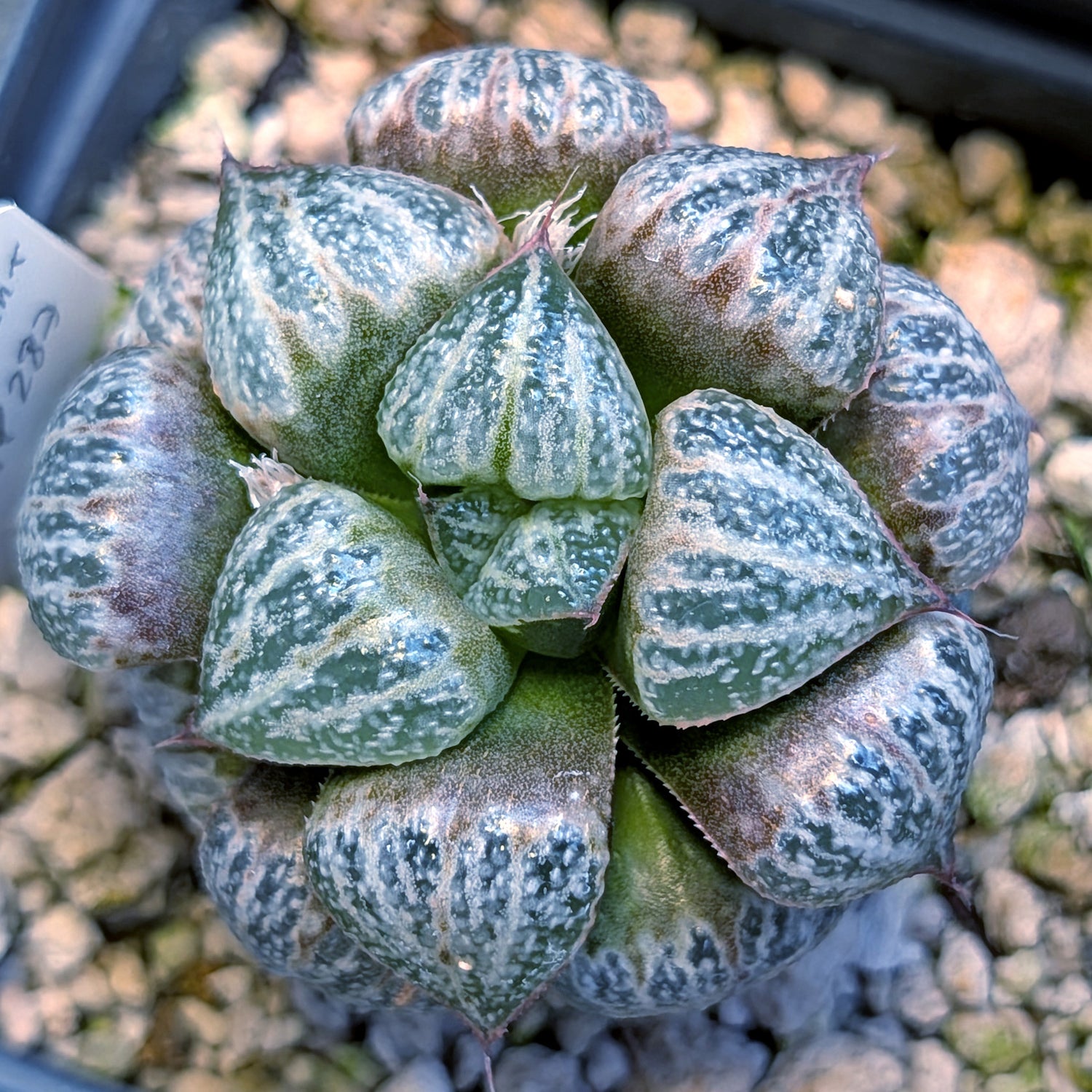 Haworthia splendens PP287 #15