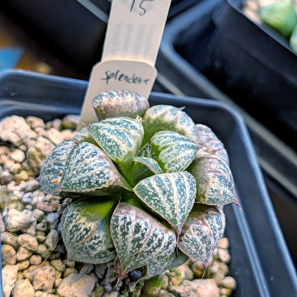 Haworthia splendens PP287 #15