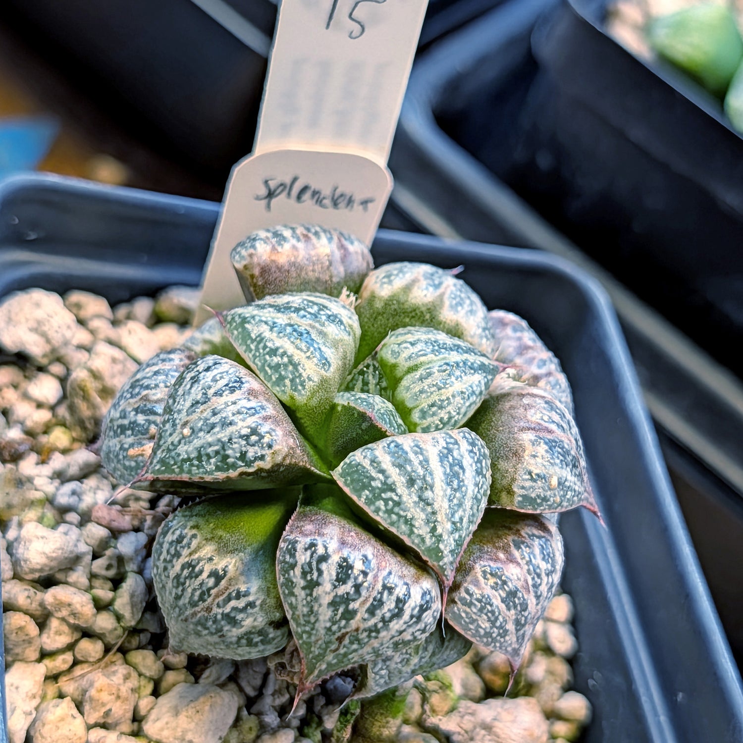 Haworthia splendens PP287 #15