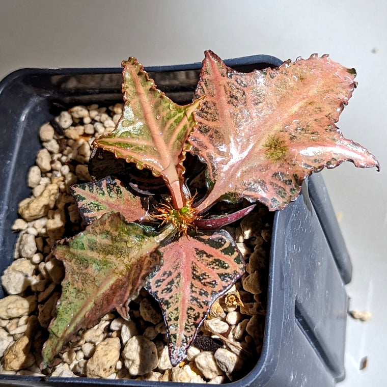 Euphorbia francoisii #16