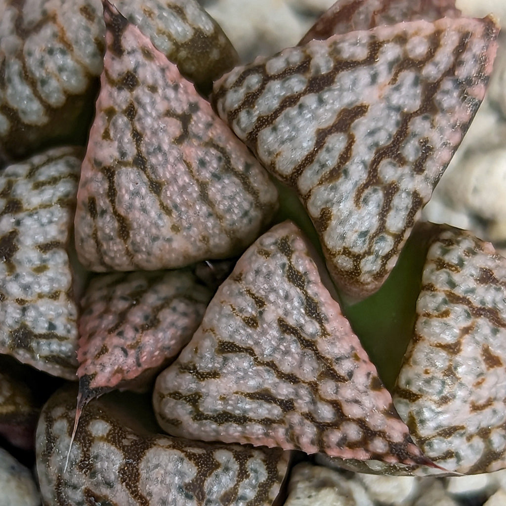 Haworthia "PP332" picta x Empress hybrid series #16 SOLD OUT