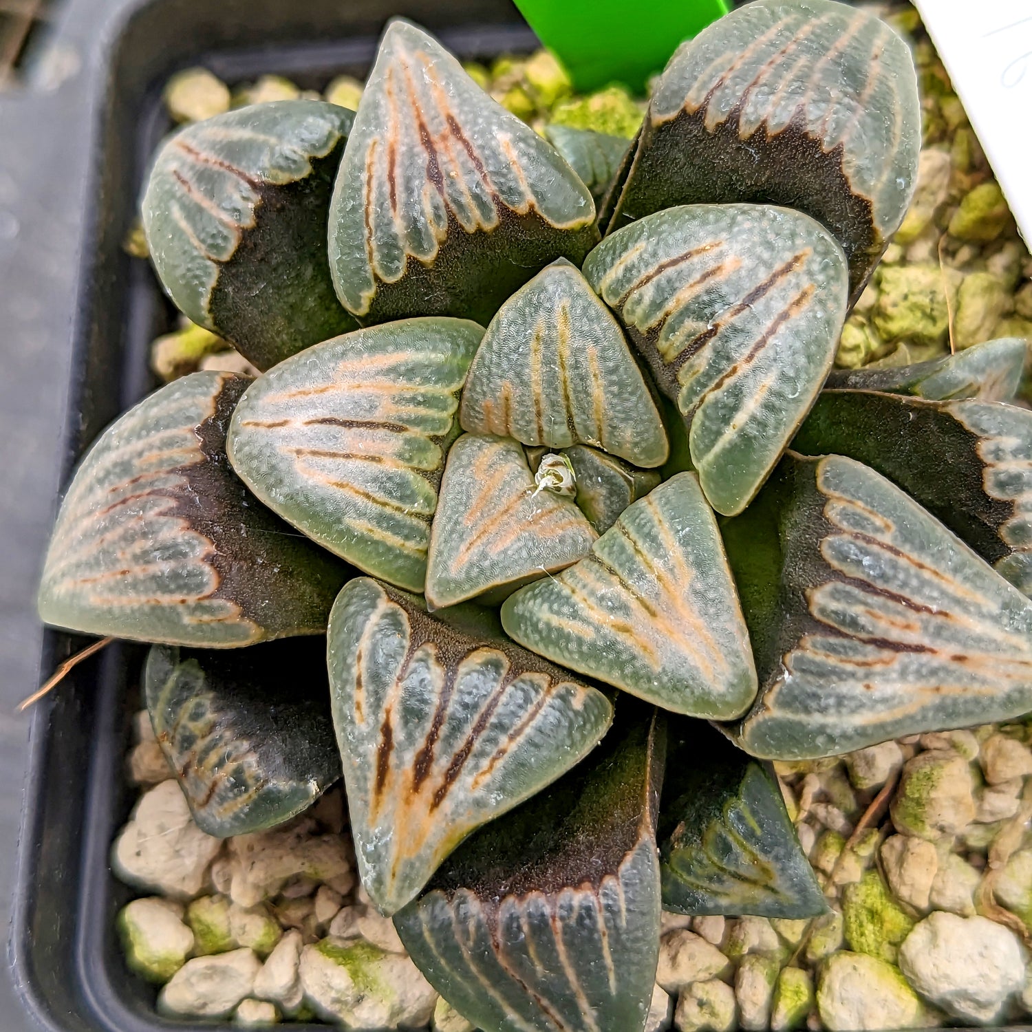 Haworthia  "White Widow" hybrid series PP370 #16 SOLD OUT
