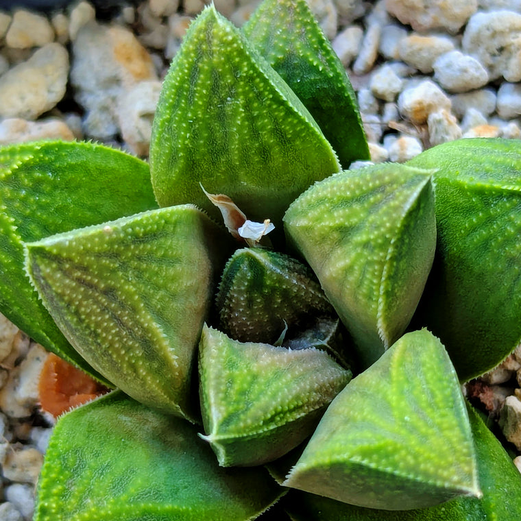 Haworthia  hybrid series PP617 #16