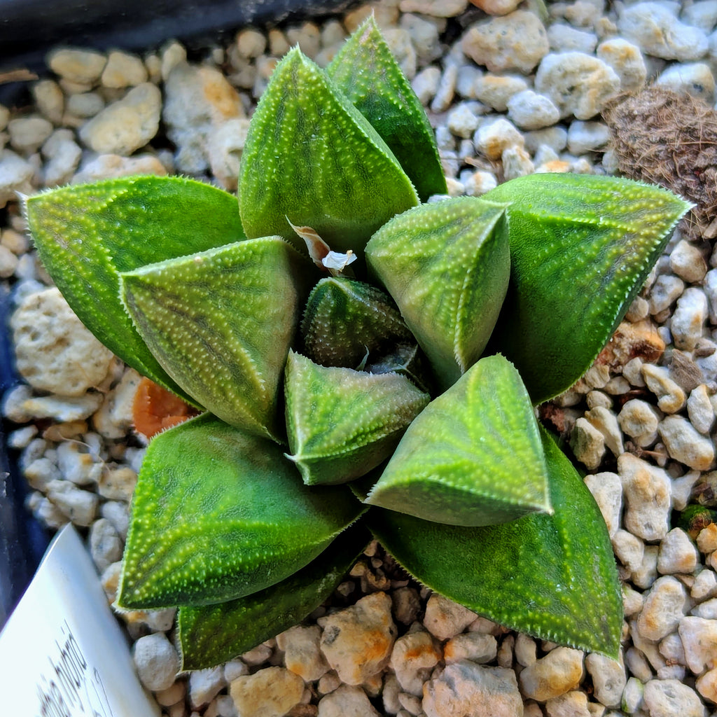 Haworthia  hybrid series PP617 #16