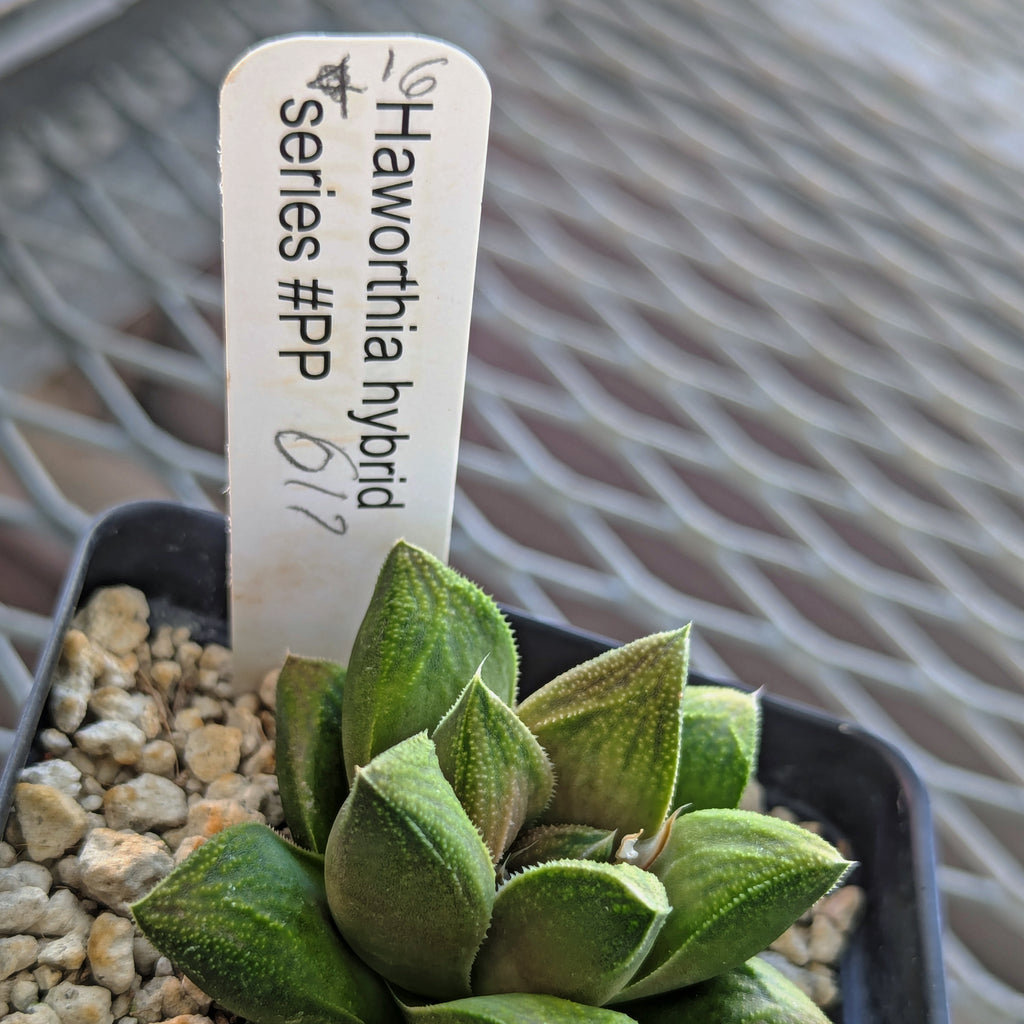 Haworthia  hybrid series PP617 #16
