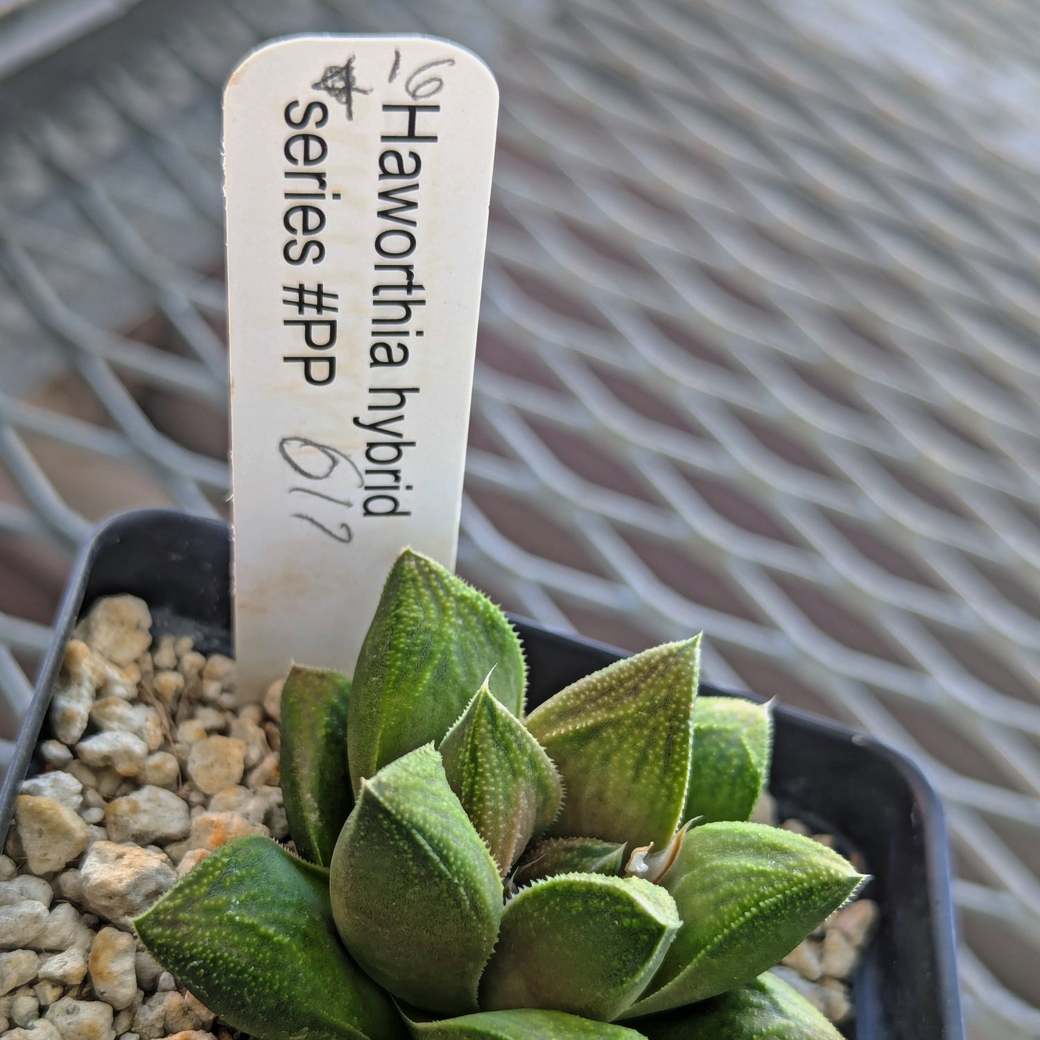 Haworthia  hybrid series PP617 #16