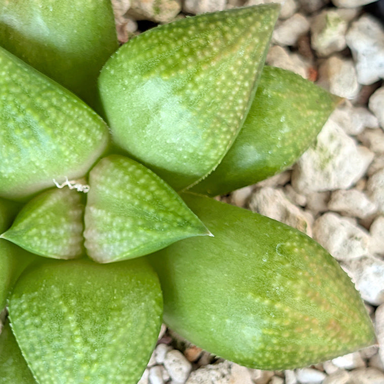 Haworthia PP619 hybrid series #16