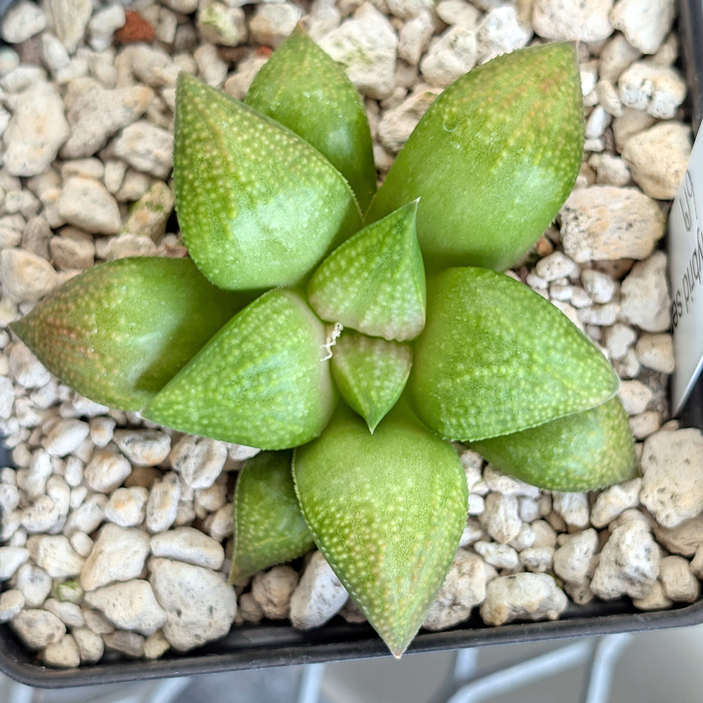 Haworthia PP619 hybrid series #16