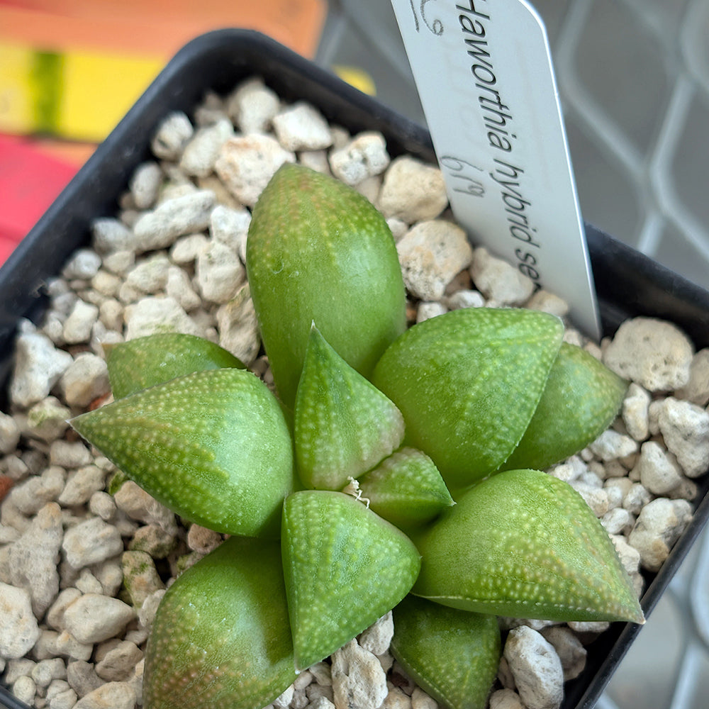 Haworthia PP619 hybrid series #16