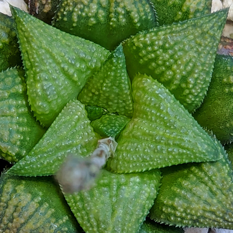 Haworthia PP559 hybrid series #16