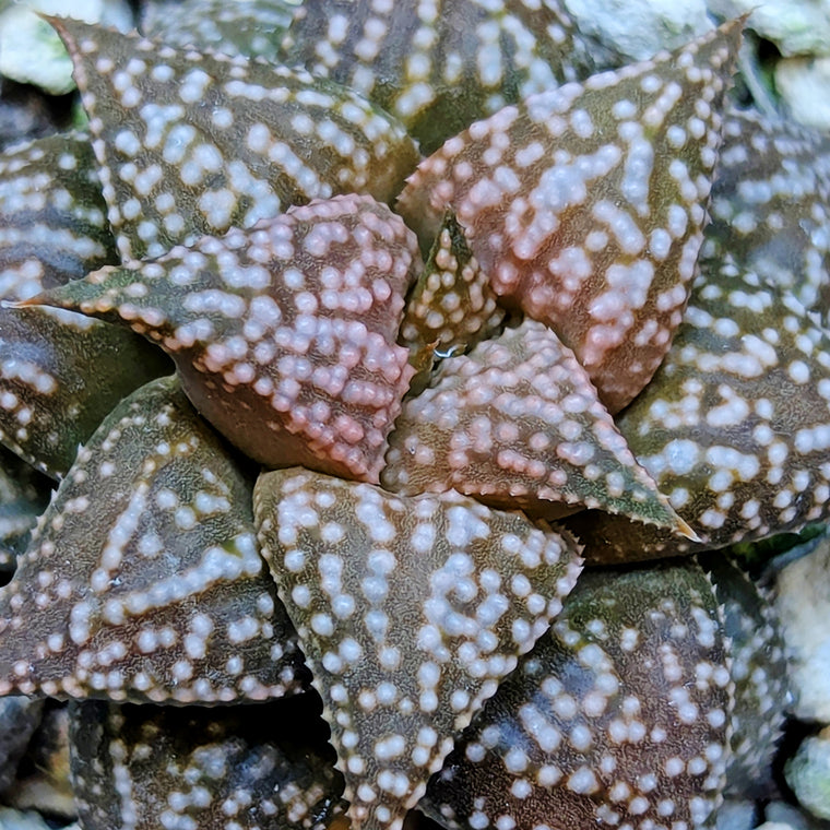 Haworthia  hybrid series PP573 #16