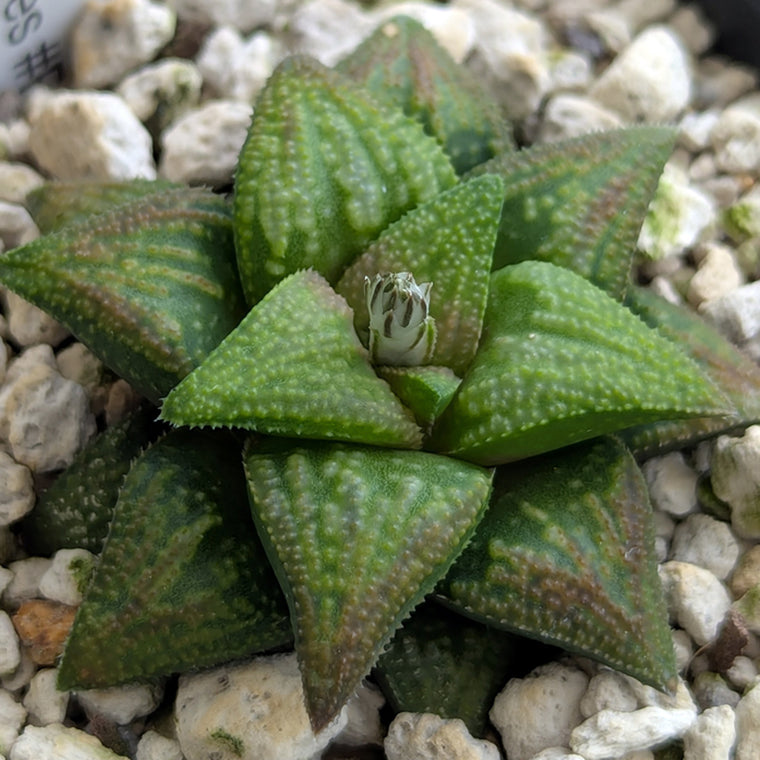 Haworthia PP572 hybrid series #16