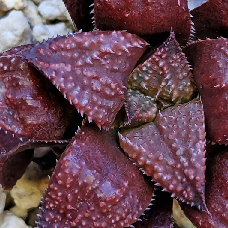 Haworthia  hybrid series PP584 #16