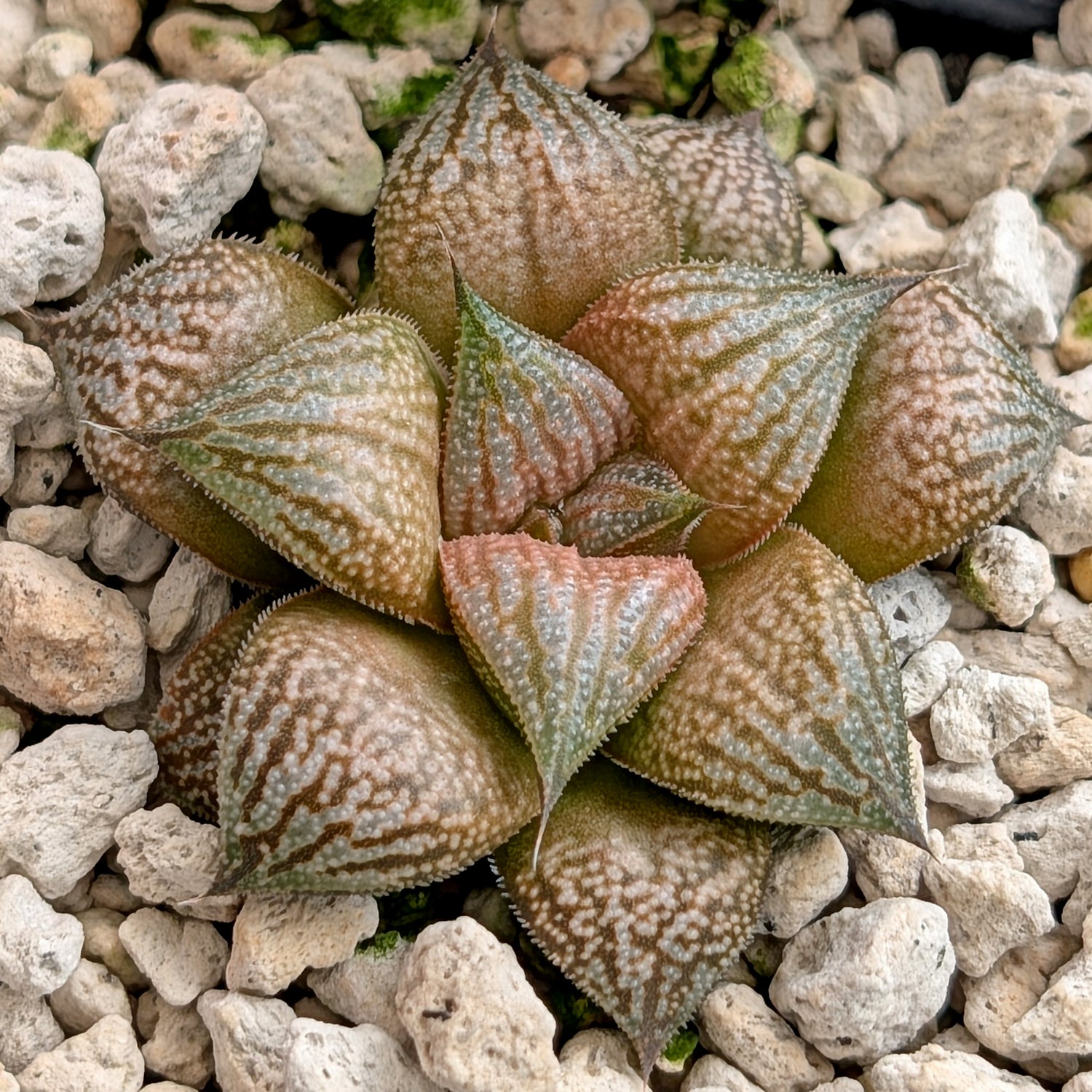 Haworthia  hybrid series PP586 #16
