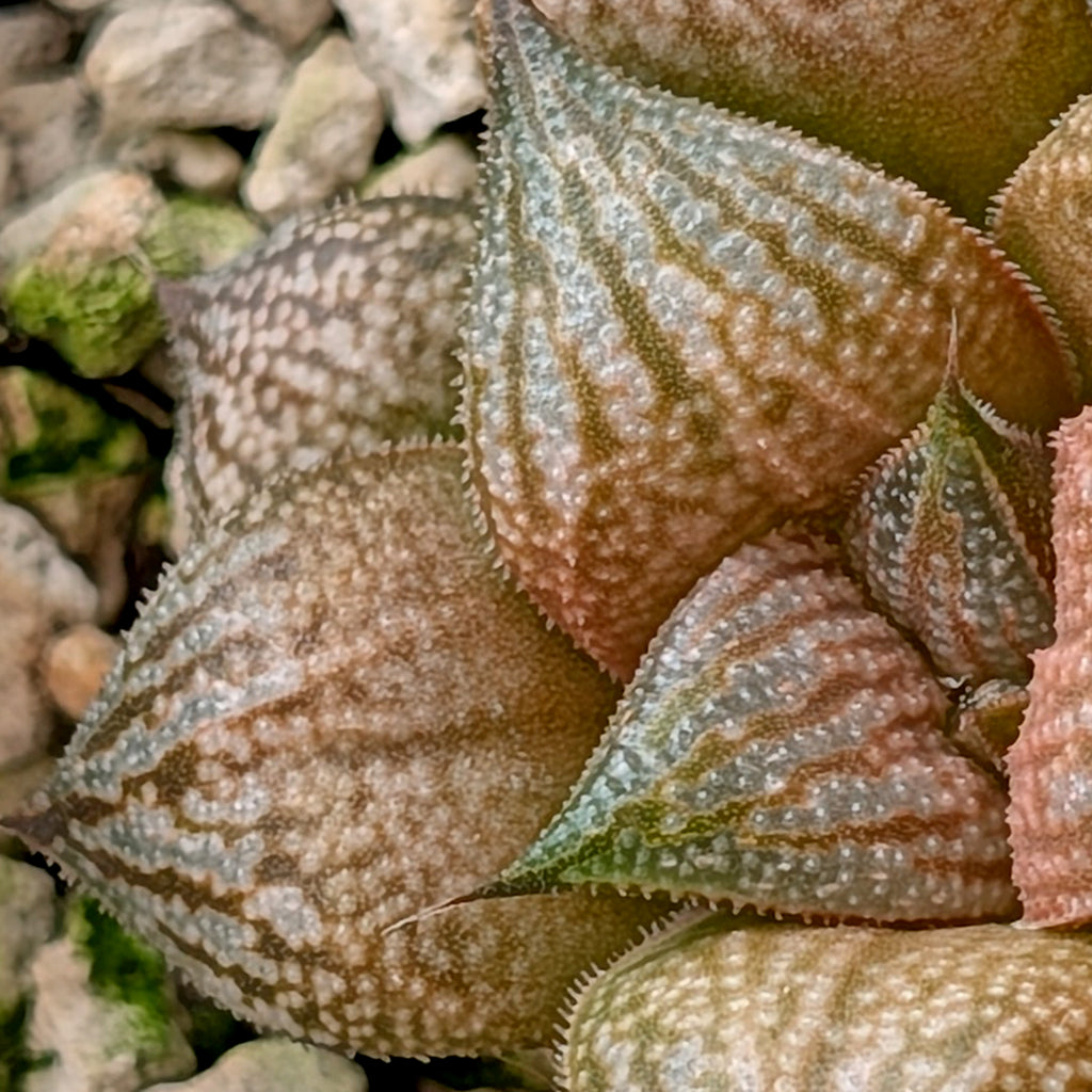 Haworthia  hybrid series PP586 #16