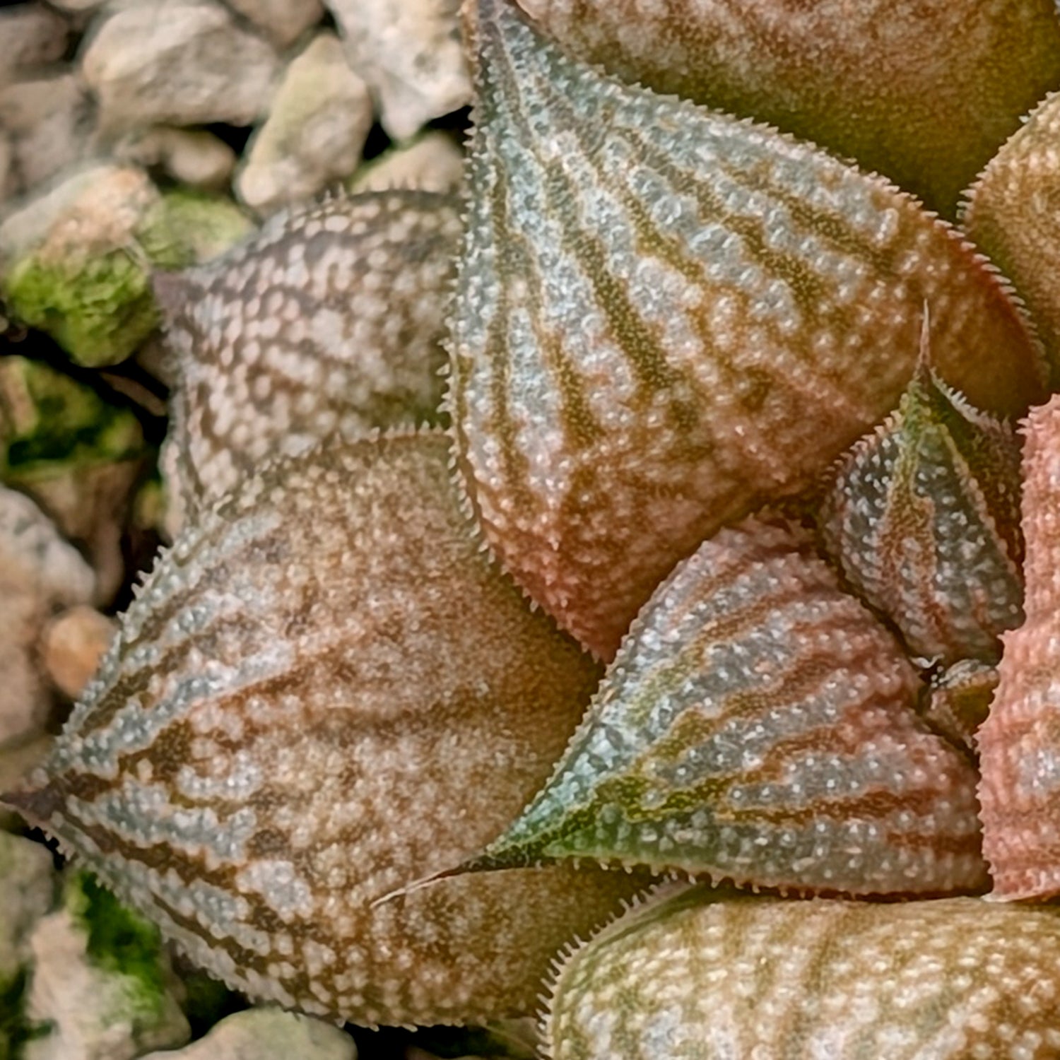 Haworthia  hybrid series PP586 #16