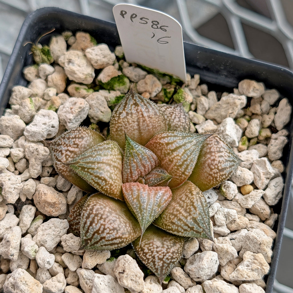 Haworthia  hybrid series PP586 #16