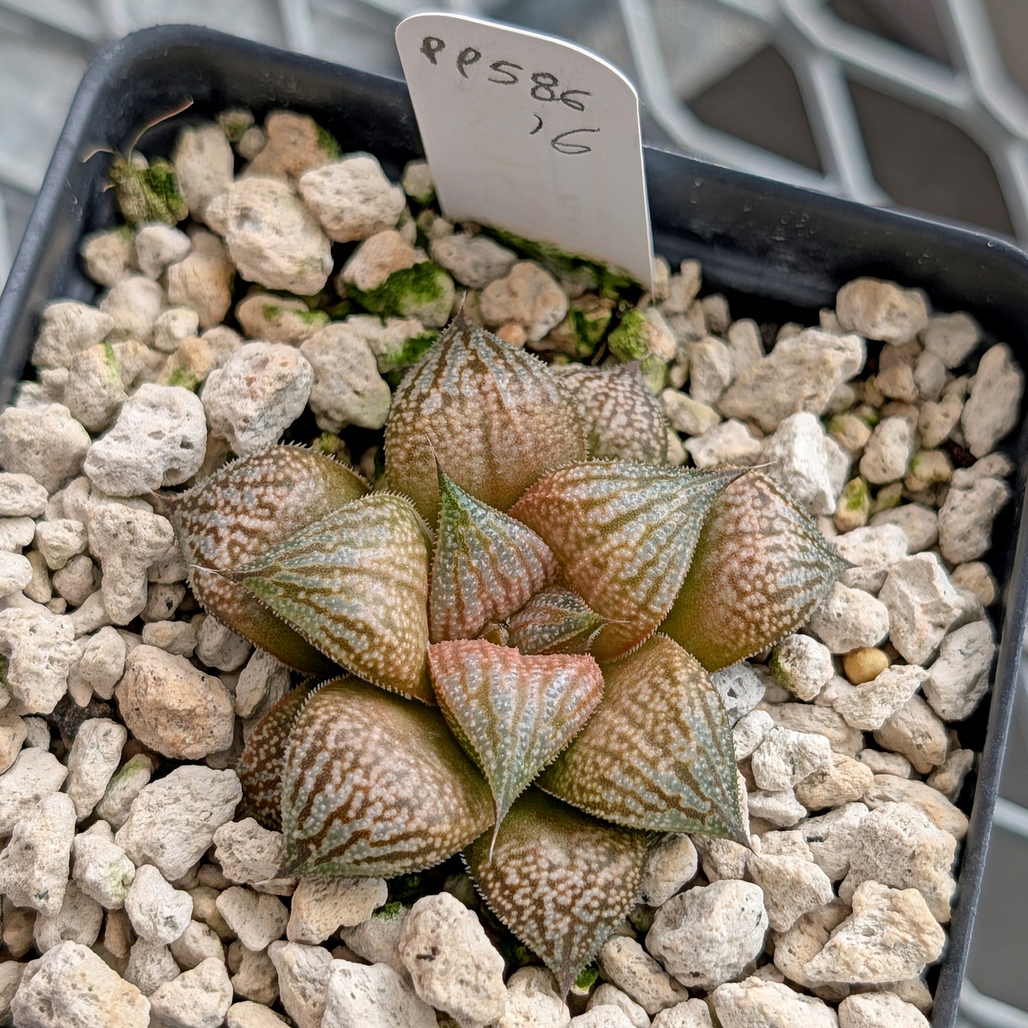 Haworthia  hybrid series PP586 #16