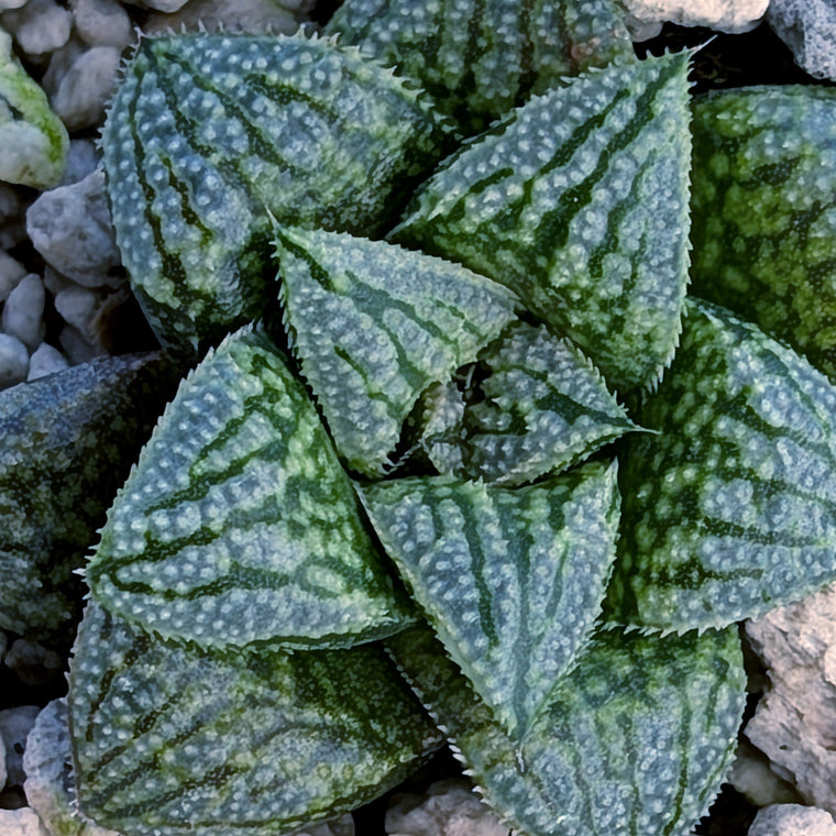 Haworthia PP669 hybrid series #16