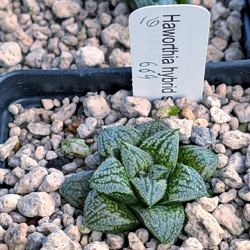 Haworthia PP669 hybrid series #16