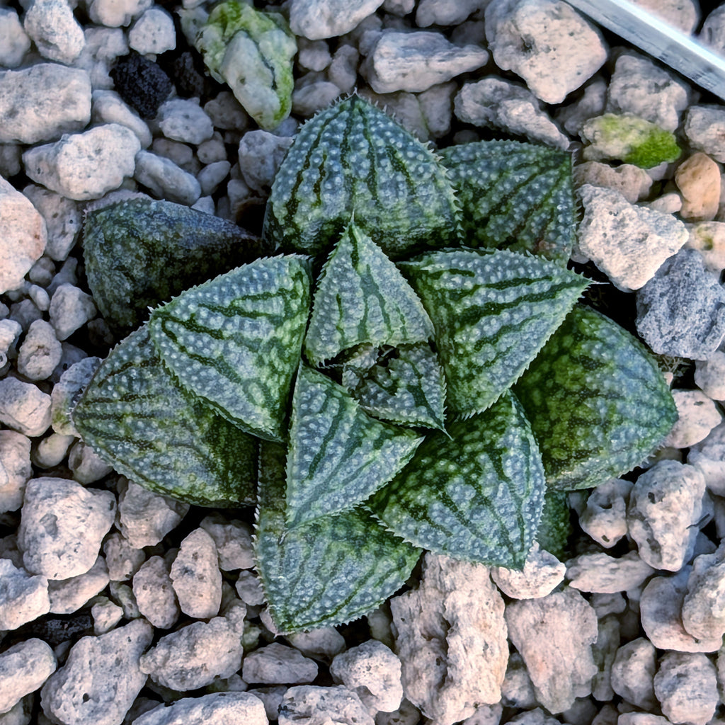Haworthia PP669 hybrid series #16