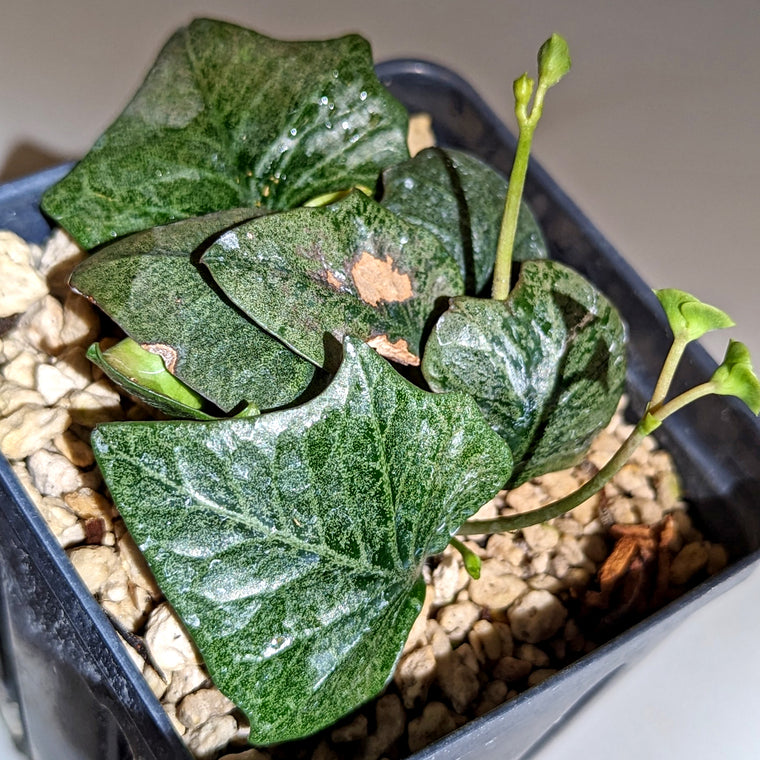 Euphorbia francoisii #17