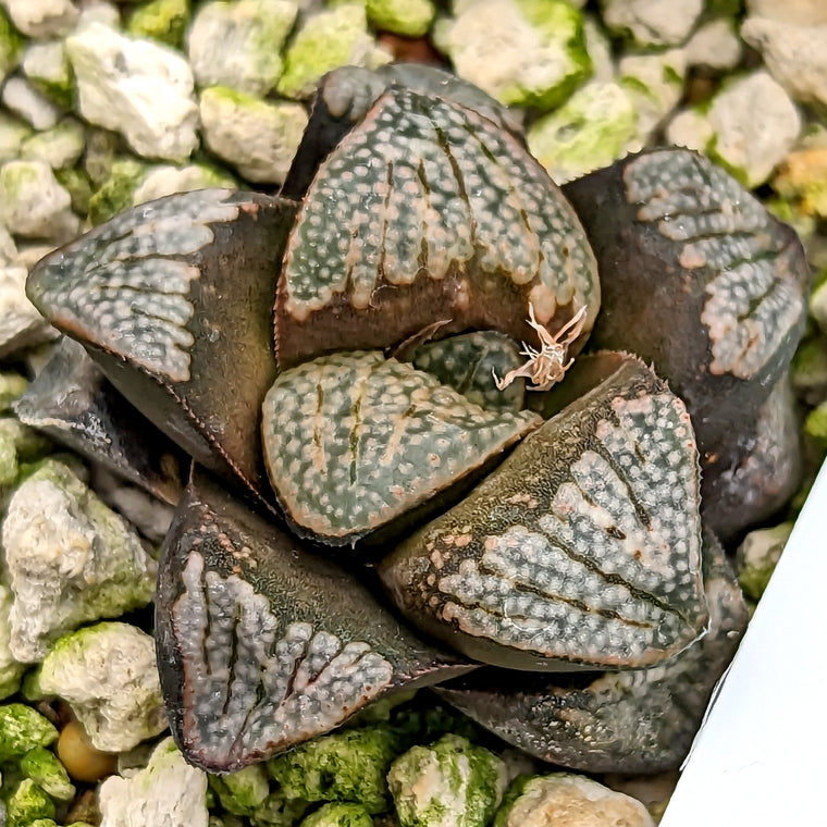 Haworthia groenewaldii hybrid series PP307 #17 SOLD OUT