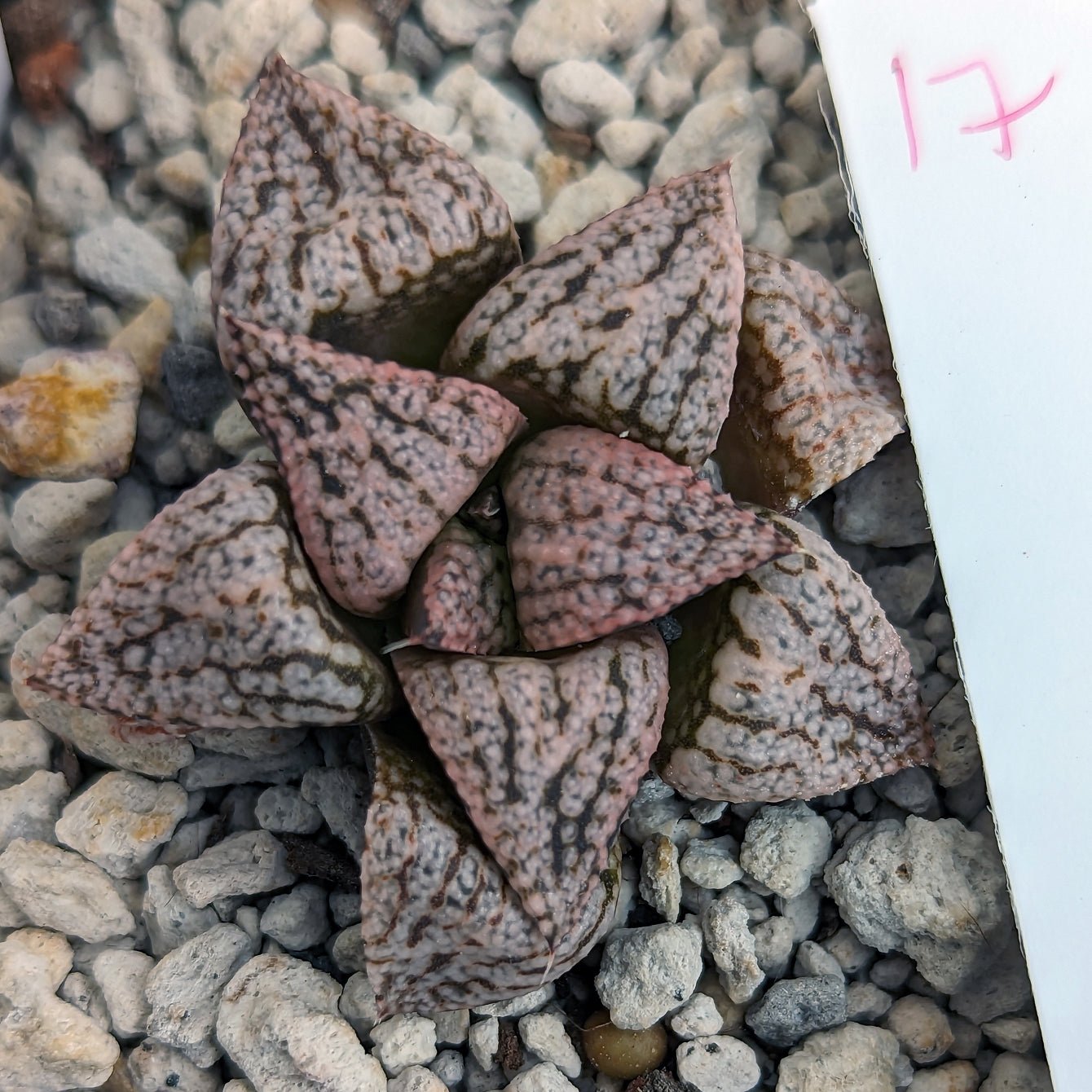 Haworthia "PP332" picta x Empress hybrid series #17 SOLD OUT