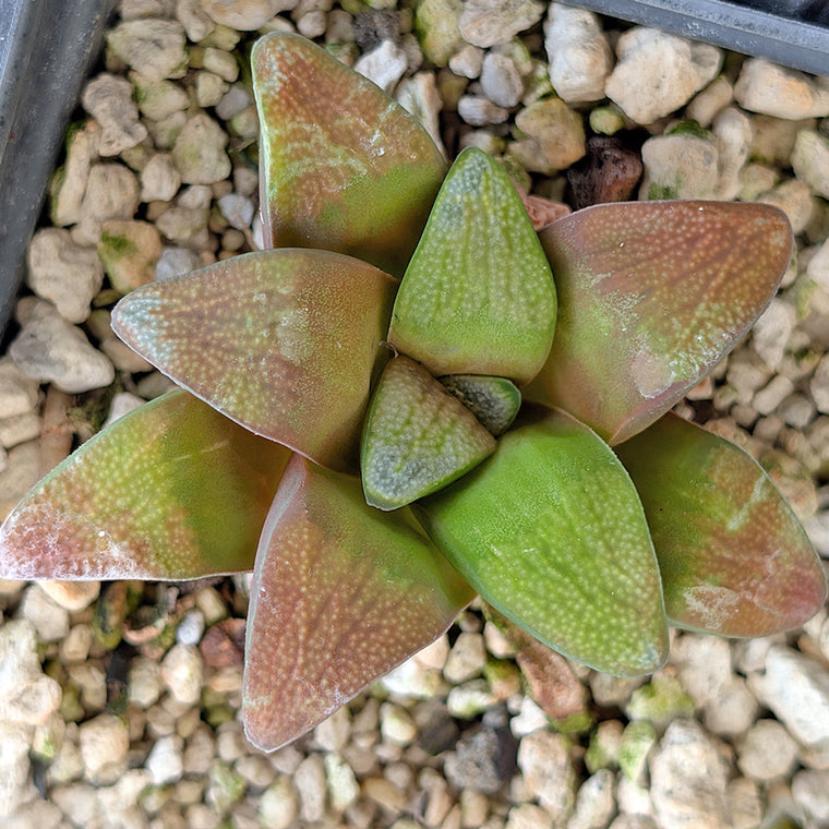 Haworthia groenewaldii back-cross hybrid series PP410  #17