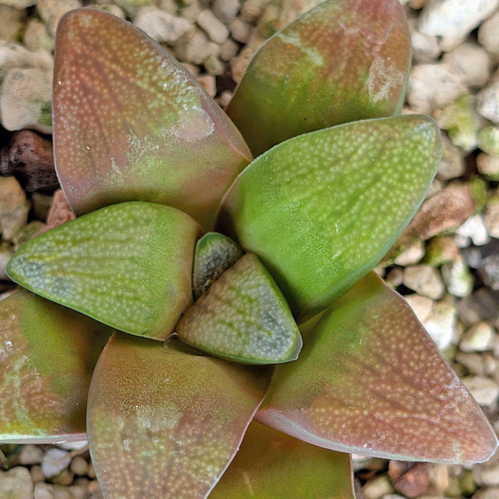 Haworthia groenewaldii back-cross hybrid series PP410  #17