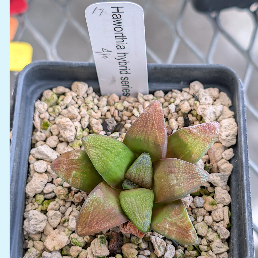 Haworthia groenewaldii back-cross hybrid series PP410  #17