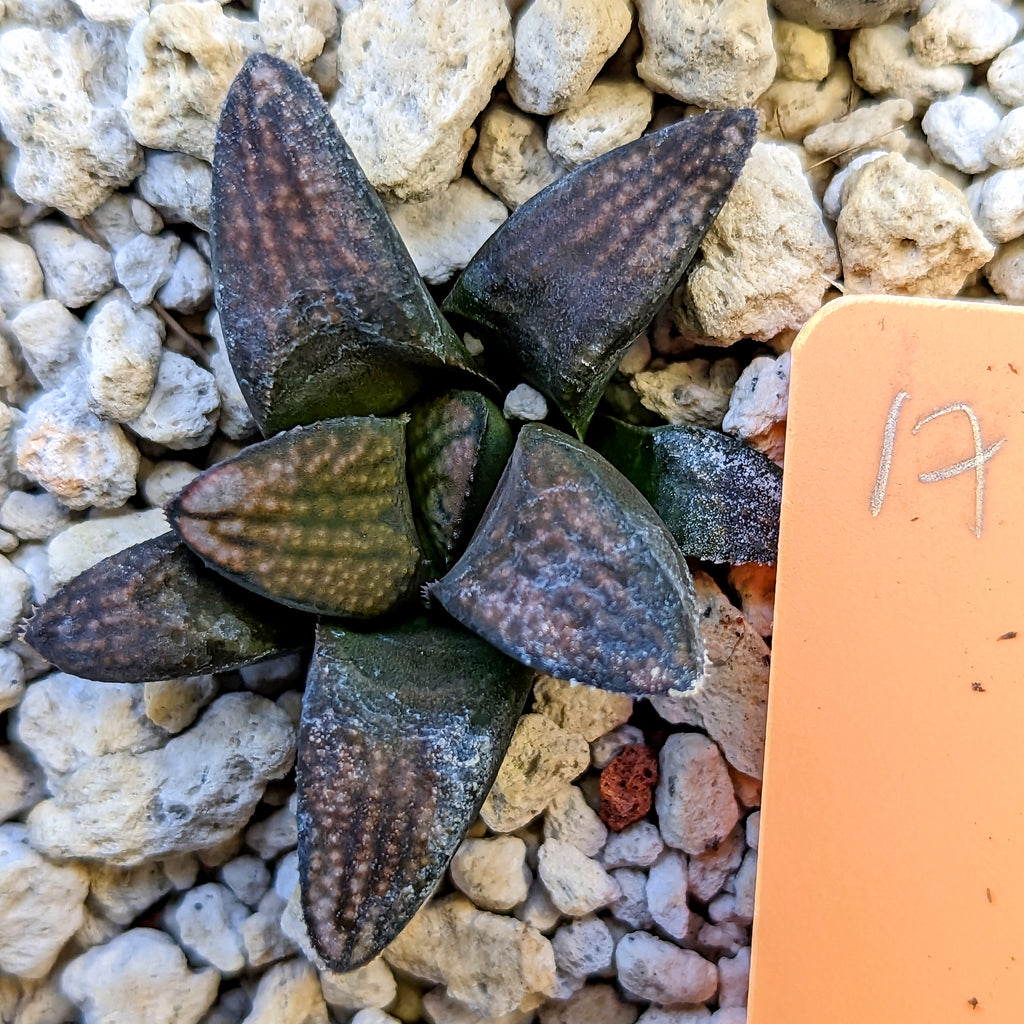 Haworthia  groenewaldii hybrid series PP415 #17 SOLD OUT