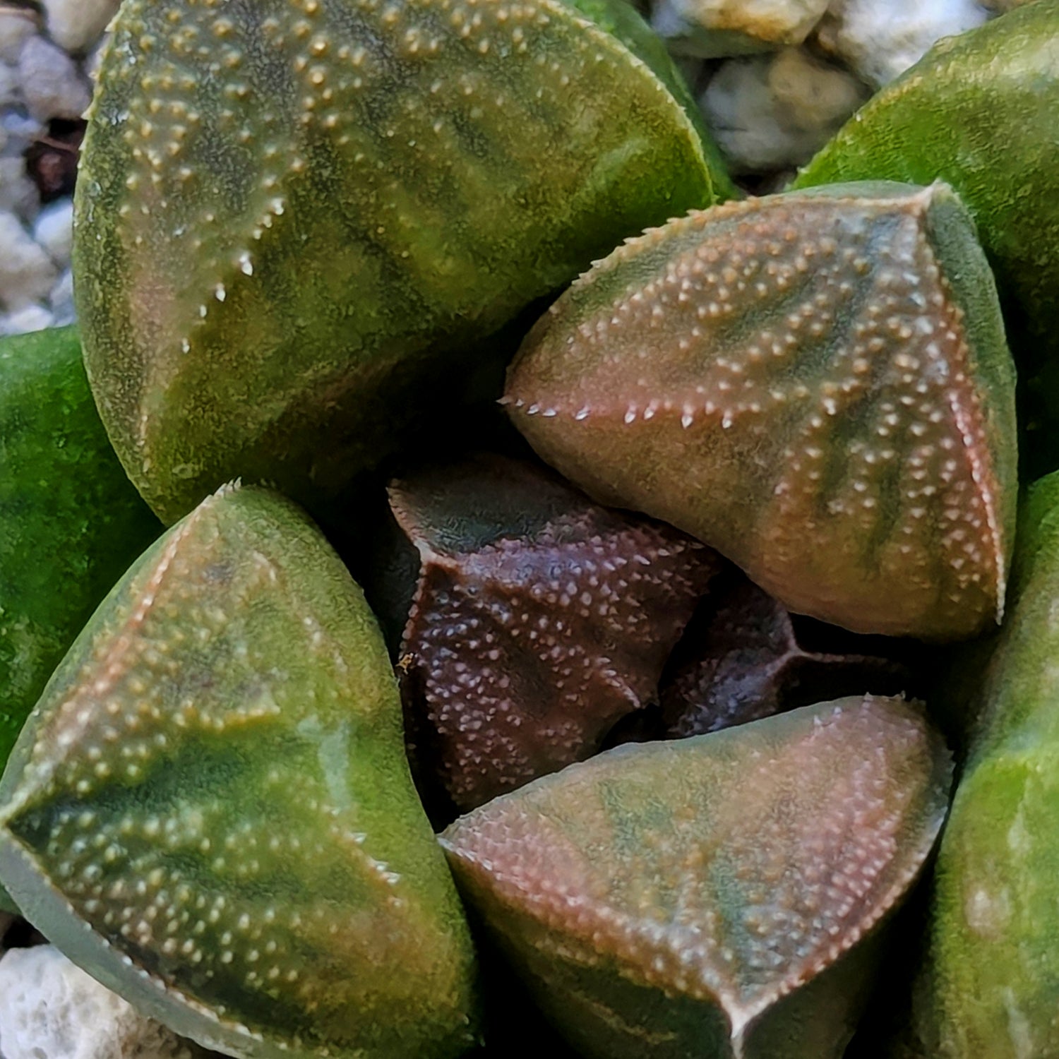 Haworthia PP641 hybrid series #17