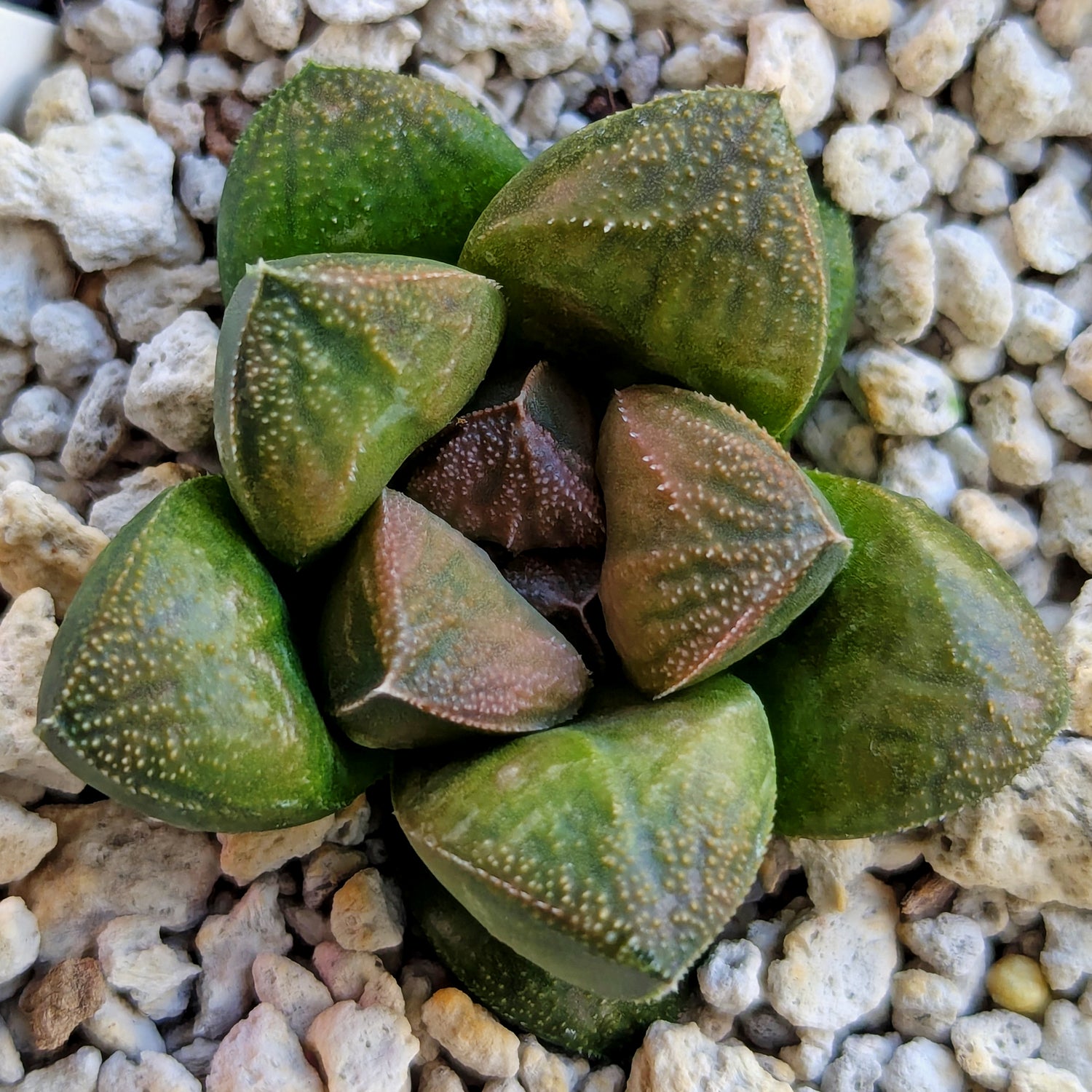 Haworthia PP641 hybrid series #17