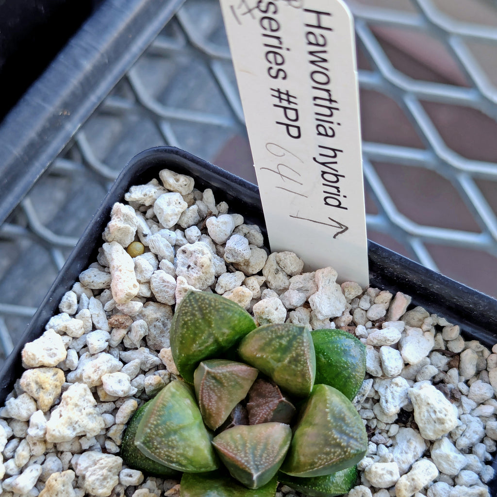 Haworthia PP641 hybrid series #17