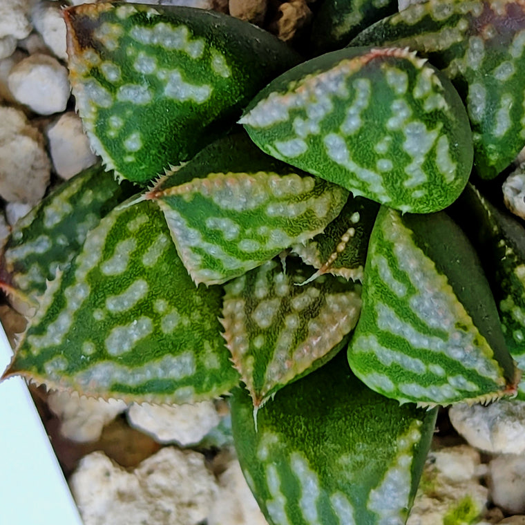 Haworthia PP613 hybrid series #17