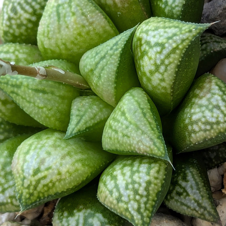 Haworthia PP572 hybrid series #17