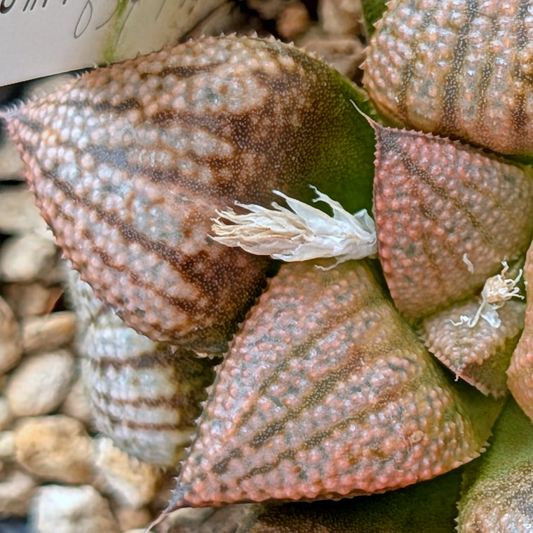 Haworthia 