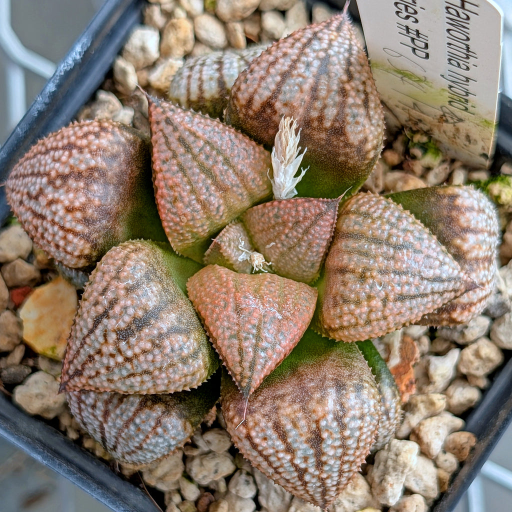 Haworthia "TetraTreasures" PP634 hybrid series #17