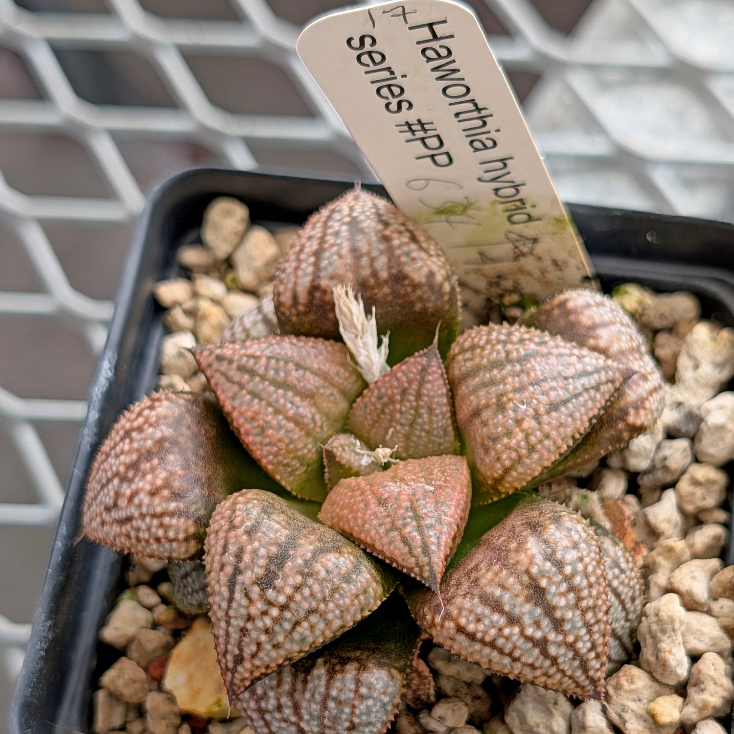Haworthia "TetraTreasures" PP634 hybrid series #17