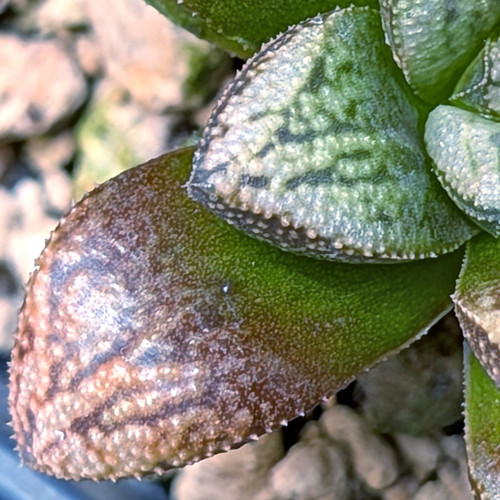 Haworthia PP639 hybrid series #17